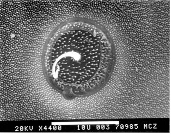 Media type: image; Herpetology R-151502